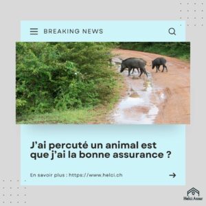 J'ai percuté un animal est que j'ai la bonne assurance